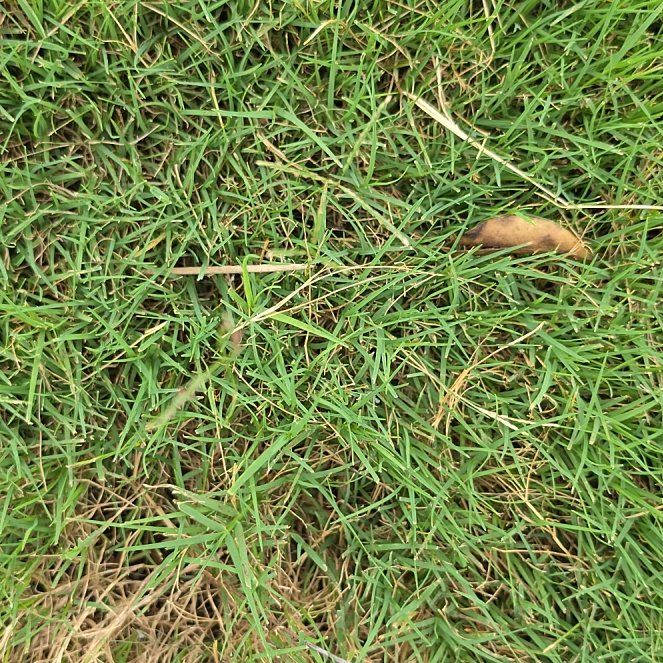 Photo of the plant species Bermuda Grass by @ProperCornbind named Navajo on Greg, the plant care app