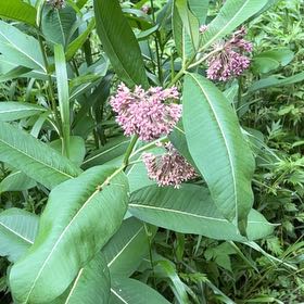 Photo of the plant species Common Milkweed by @VitalWinika named Wall-E on Greg, the plant care app