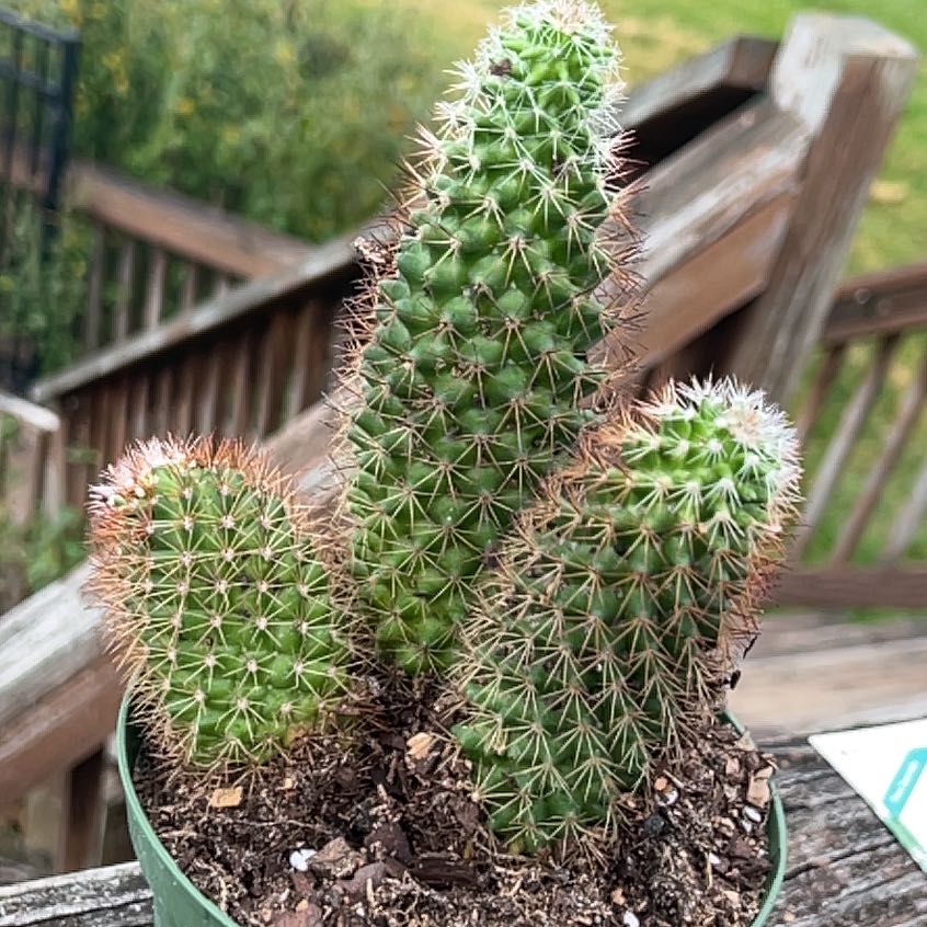 Healthy Old Lady Cactus with multiple stems in a pot, soil visible.