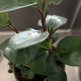 Photo of the plant species pixie peperomia orba by @BoldHappyplant named Gobi on Greg, the plant care app