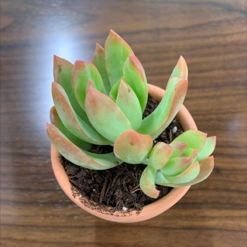 Pale Stonecrop succulent in a terracotta pot with green leaves and reddish tips.