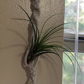 Photo of the plant species Air Plant by @AffableCapemay named Messi on Greg, the plant care app