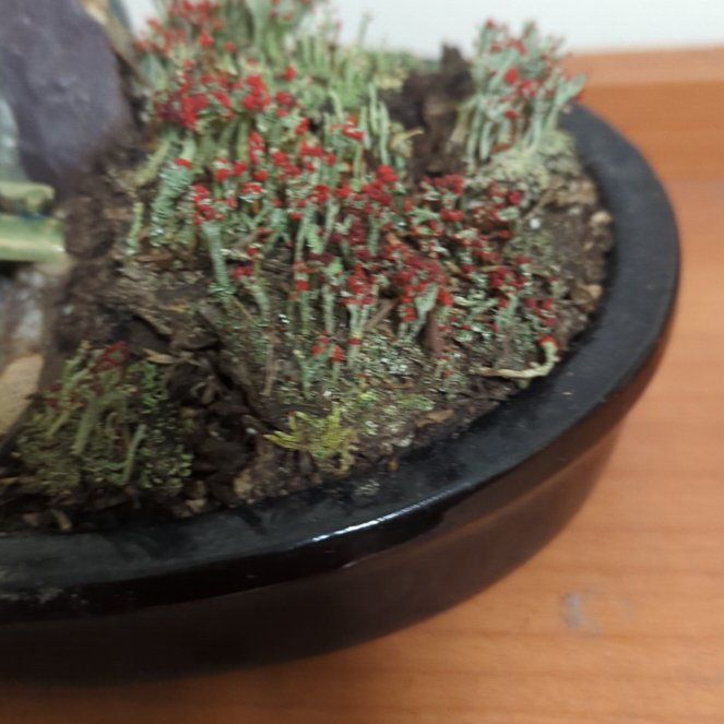 Photo of the plant species Lichenomphalia chromacea by @FacileGreyalder named Pax on Greg, the plant care app