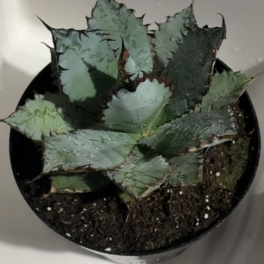 Photo of the plant species Agave 'Lions Mane' by @JocundTawapou named Keanu Leaves on Greg, the plant care app