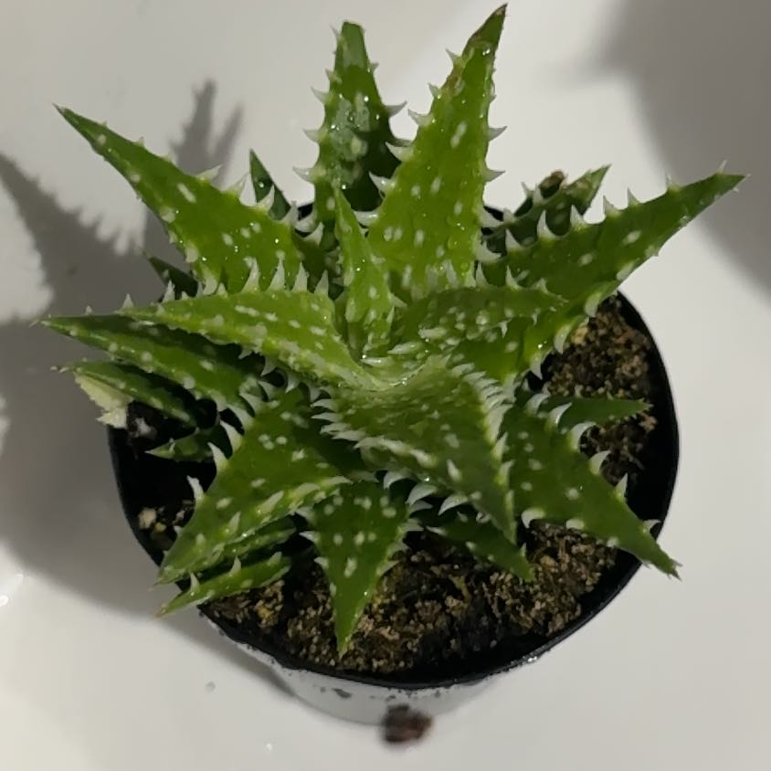 Photo of the plant species Aloe 'Minnie Belle' by @JocundTawapou named Gomez on Greg, the plant care app