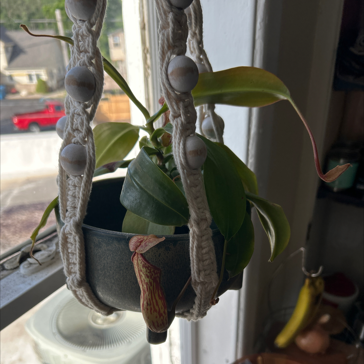 Photo of the plant species Pitcher Plant by @SighJoy named Austen on Greg, the plant care app