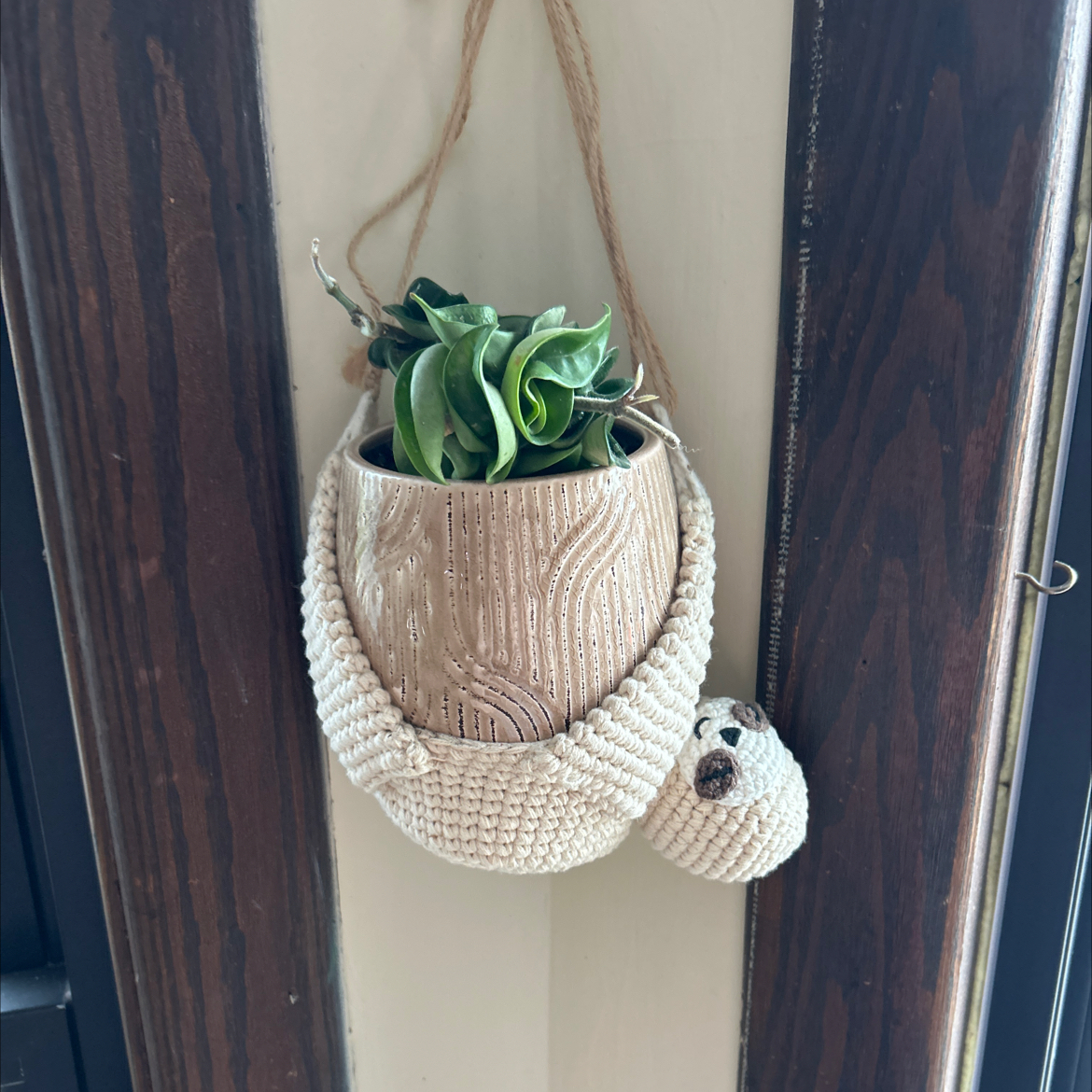 Photo of the plant species Hindu Rope Plant 'Regalis' by @SighJoy named Marsha on Greg, the plant care app