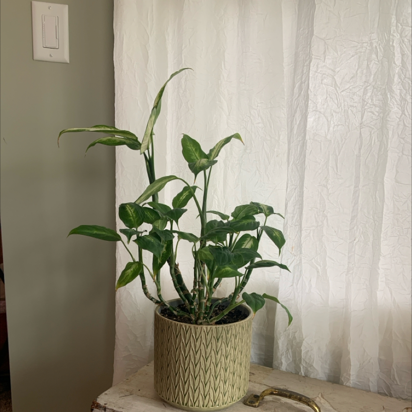 Dieffenbachia 'Camille' plant in a decorative pot on a table indoors.
