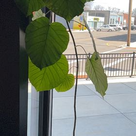 Photo of the plant species Ficus umbellata by @SighJoy named Umbi on Greg, the plant care app