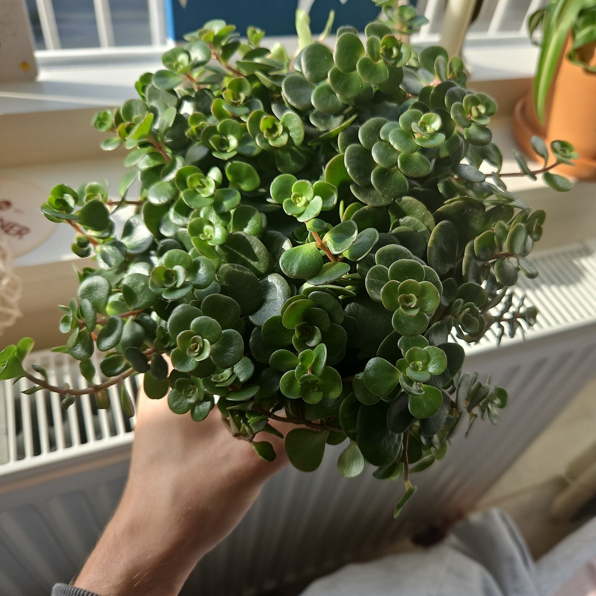Healthy Sedum 'Himalayan Skies' plant with lush green foliage, held by a hand.
