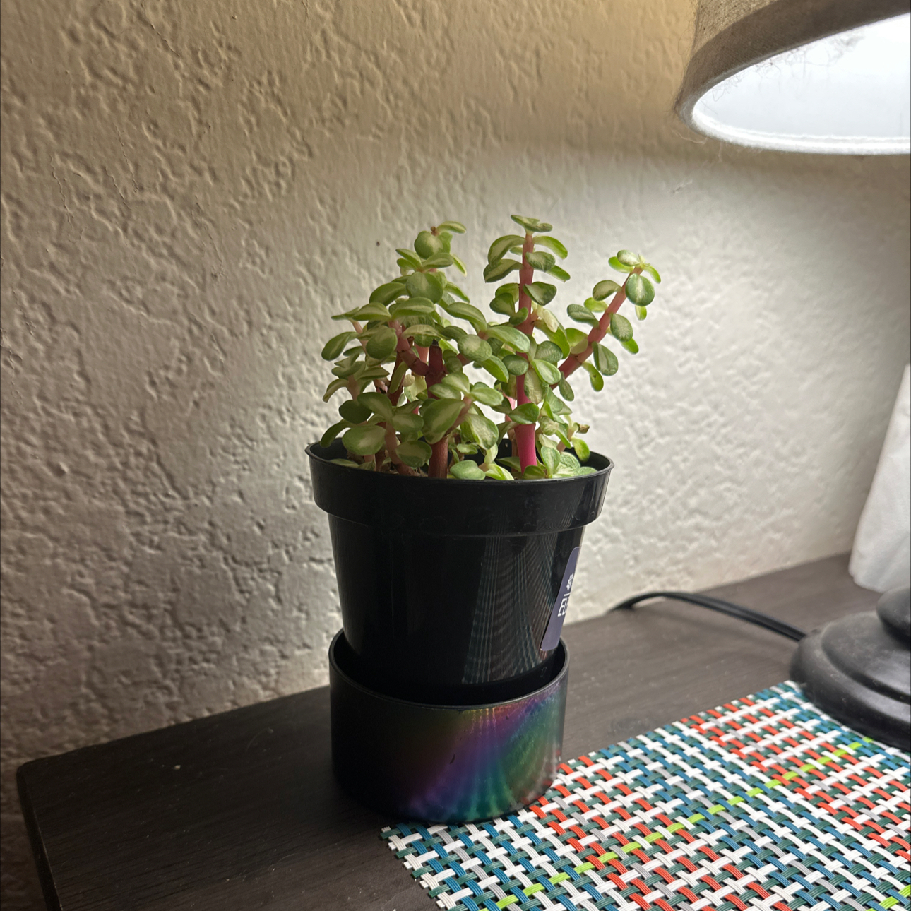 Portulacaria afra 'Kaleidoscope' in a small black pot on a table with a lamp.