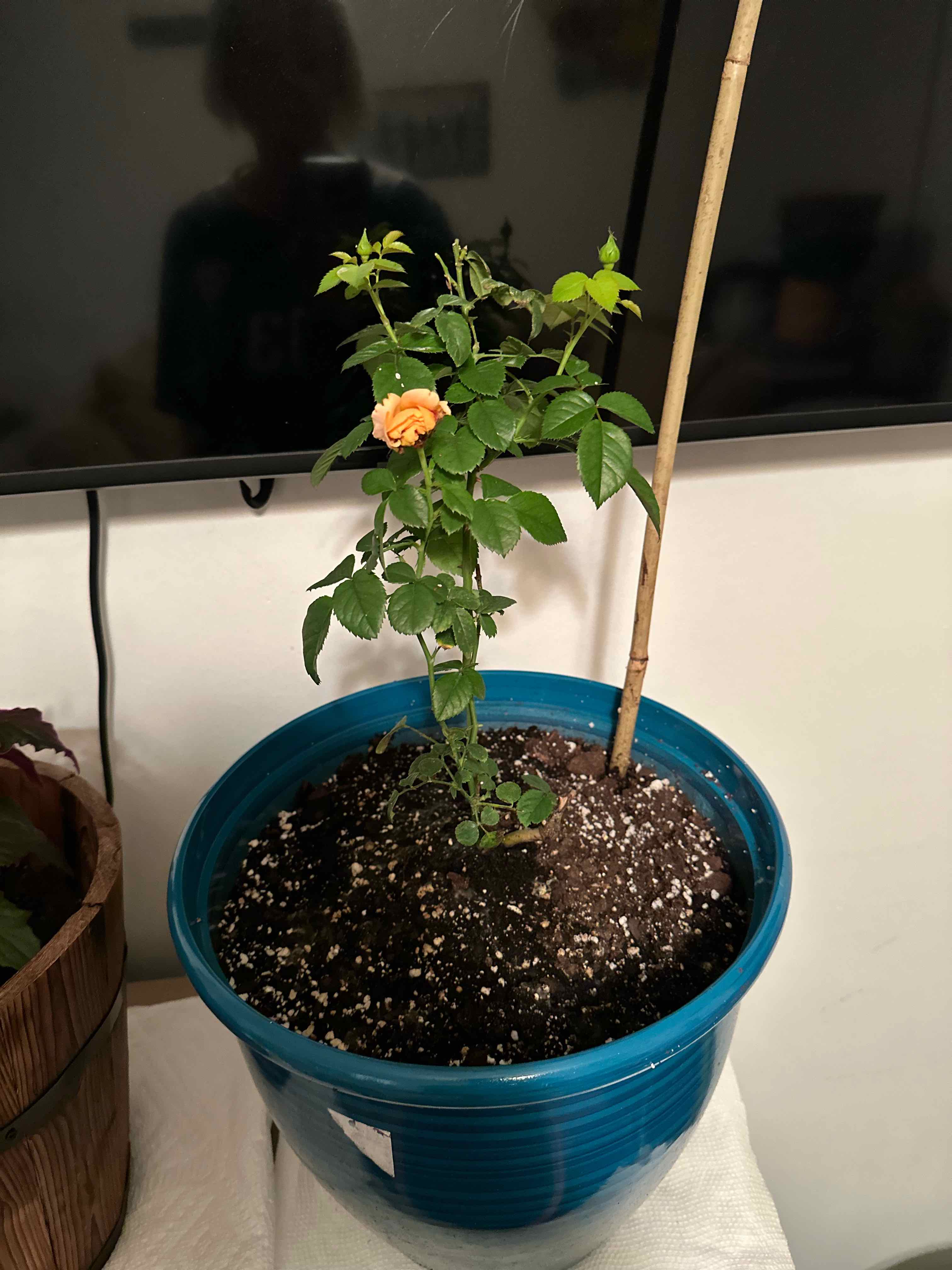 Photo of the plant species Juicy Terrazza Rose by @SpunkySilkyoak named ChloroPhil on Greg, the plant care app