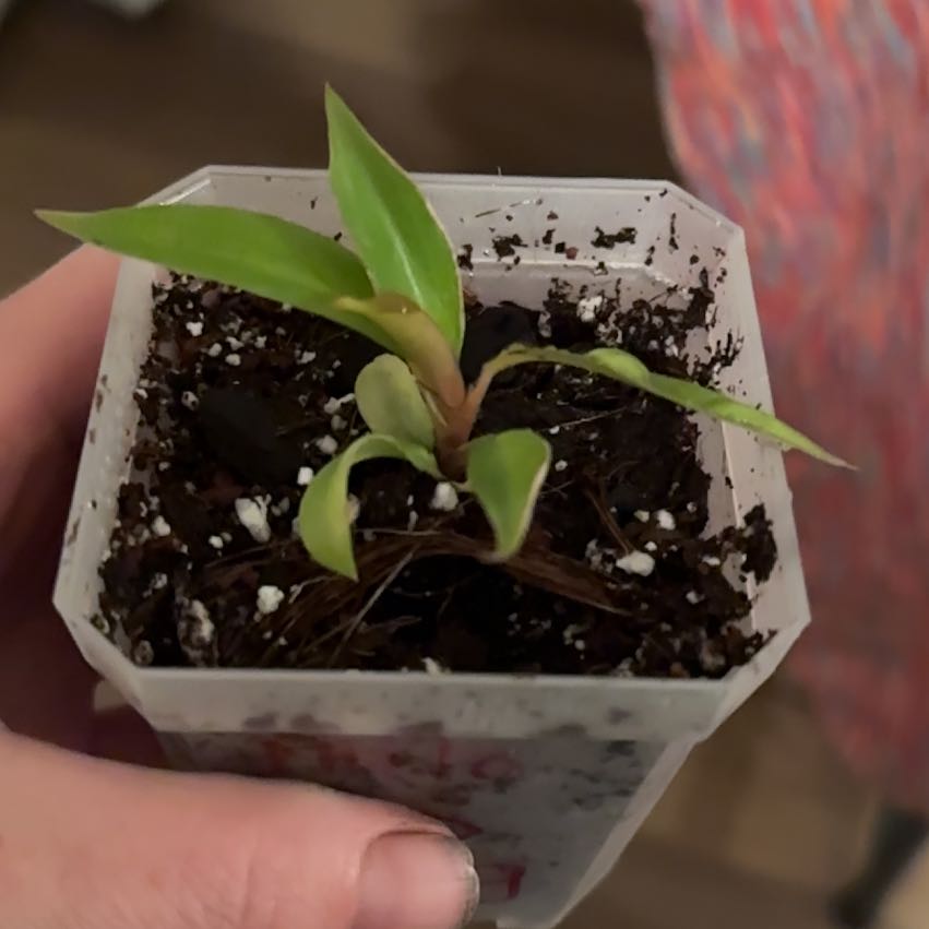 Photo of the plant species Philodendron 'Red King' by @SpunkySilkyoak named Queen on Greg, the plant care app