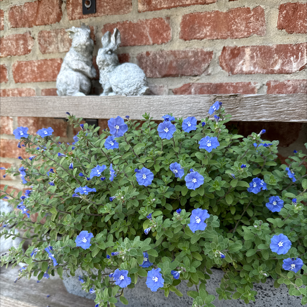 Photo of the plant species Blue Daze by @Canadianintexas named Violet on Greg, the plant care app