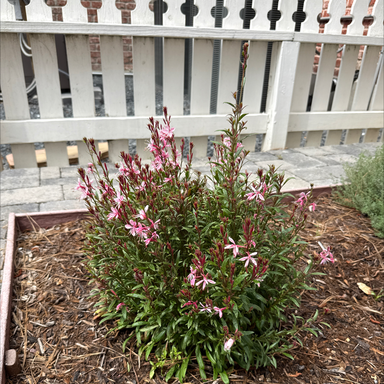 Photo of the plant species Pink Gaura by @Canadianintexas named Doja cat on Greg, the plant care app