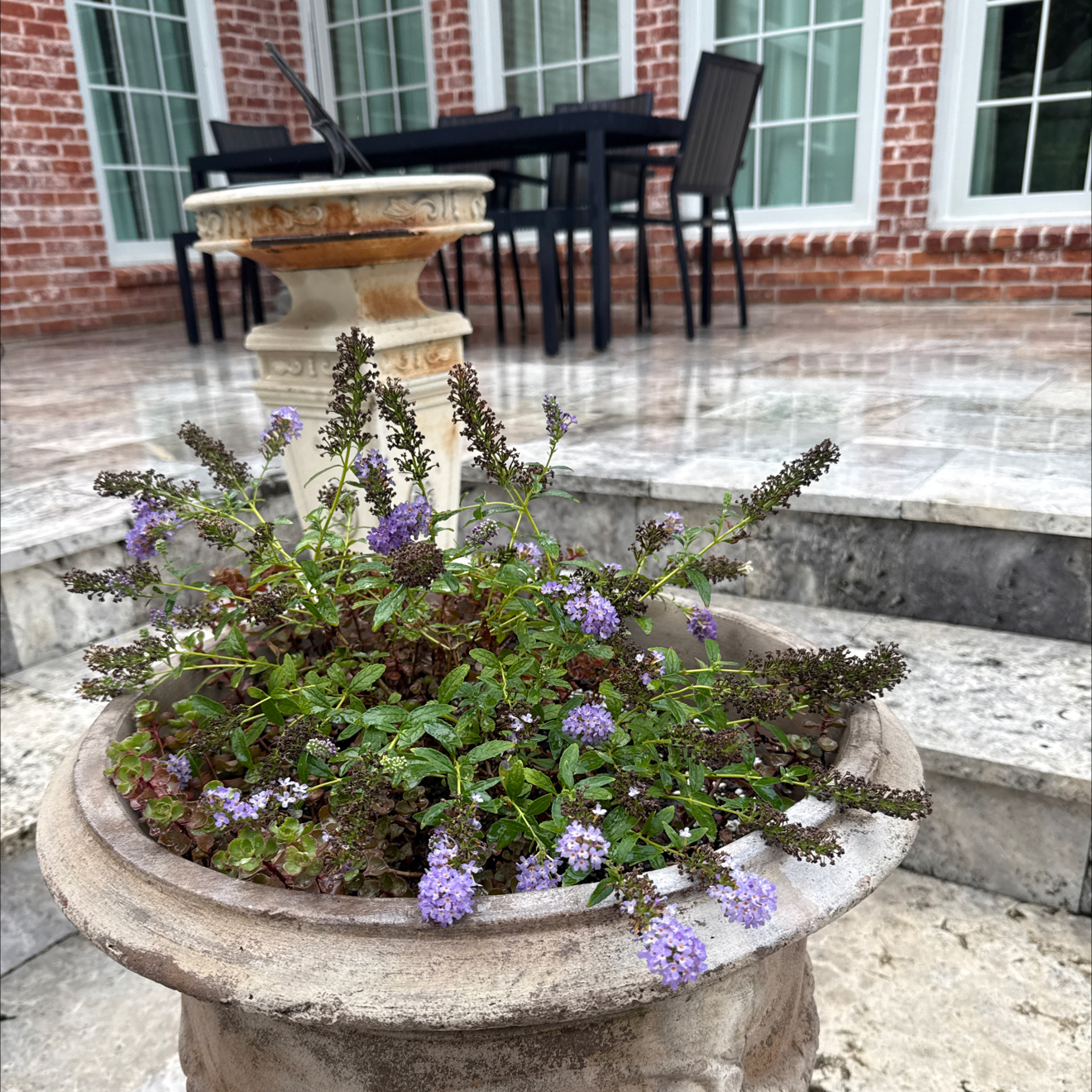 Photo of the plant species Buzz Butterfly Bush by @Canadianintexas named Bethany on Greg, the plant care app