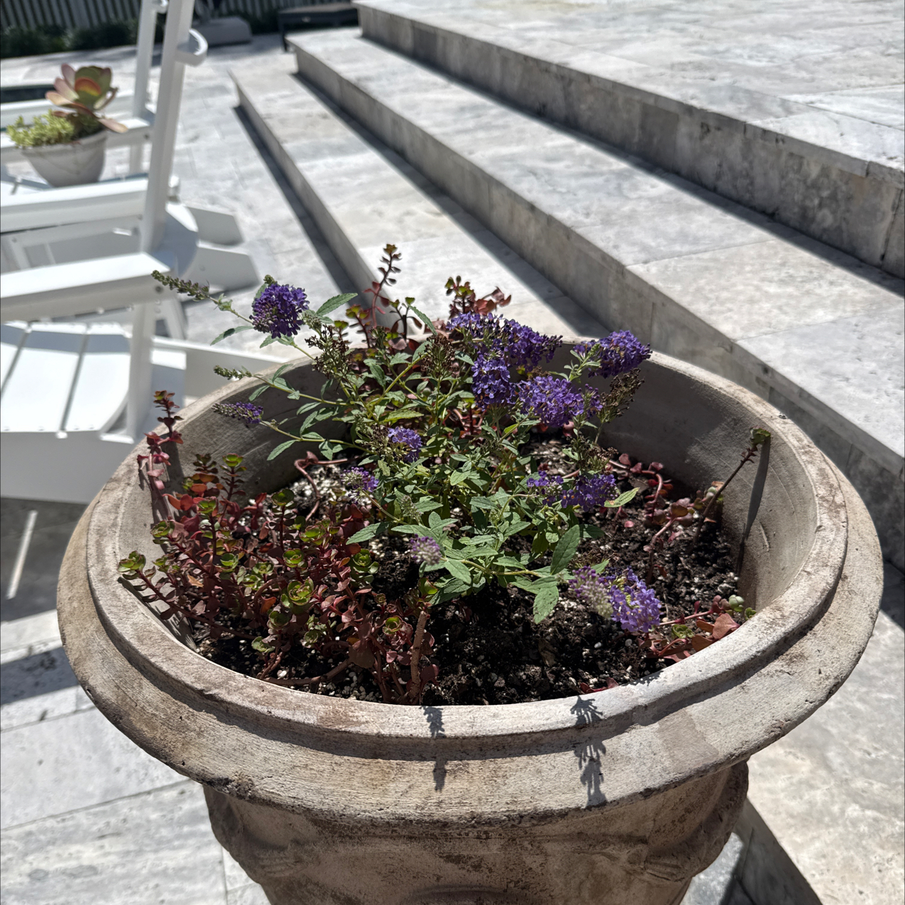 Photo of the plant species Buzz Butterfly Bush by @Canadianintexas named Bethany on Greg, the plant care app