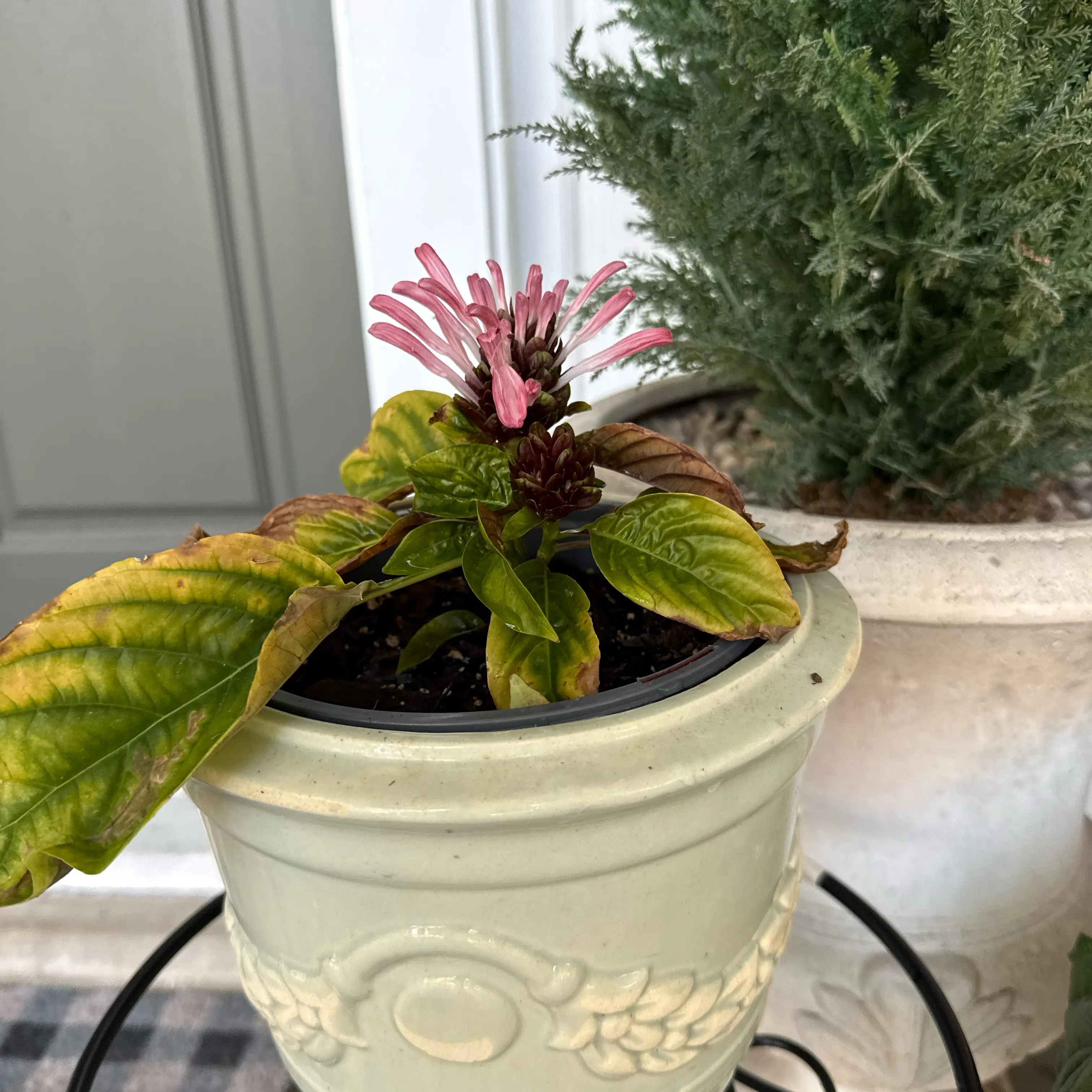 Photo of the plant species Brazilian-Plume by @Canadianintexas named Gisele on Greg, the plant care app