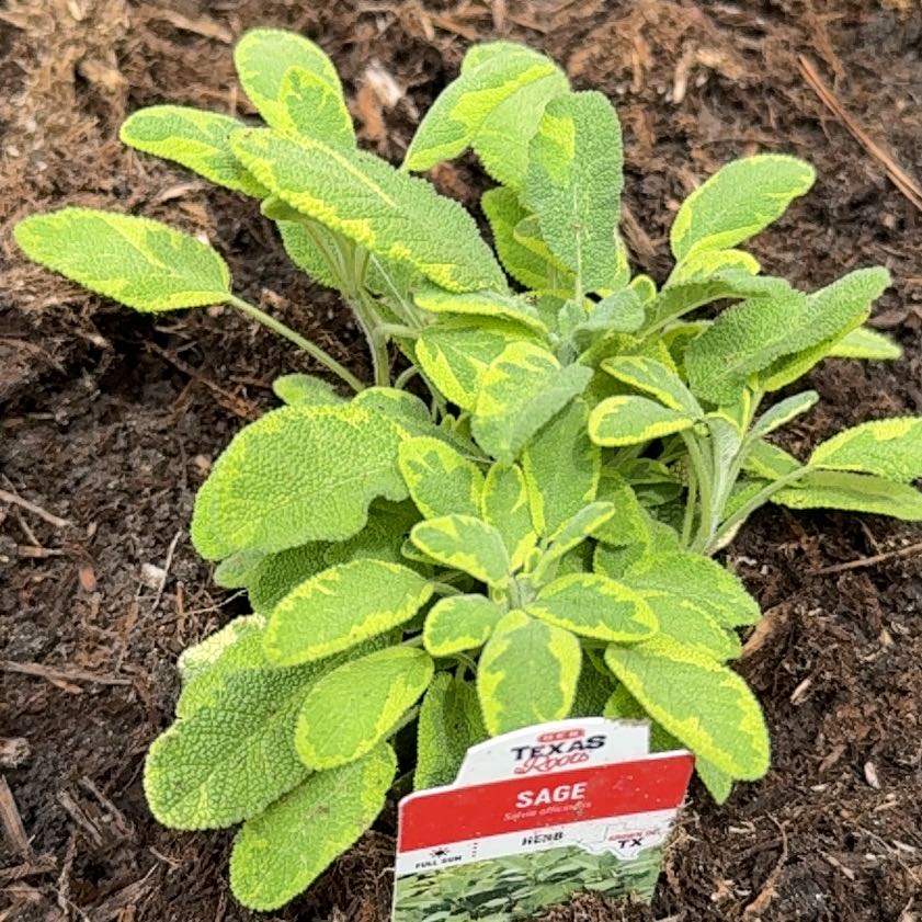 Photo of the plant species Golden Sage by @Canadianintexas named Curie on Greg, the plant care app