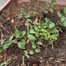 Photo of the plant species Chocolate Mint by @Canadianintexas named Gates on Greg, the plant care app