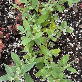 Photo of the plant species Buzz Butterfly Bush by @Canadianintexas named Bethany on Greg, the plant care app