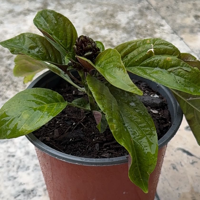 Photo of the plant species Brazilian-Plume by @Canadianintexas named Gisele on Greg, the plant care app