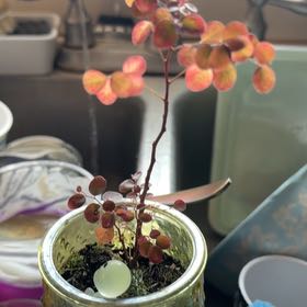 Photo of the plant species Brenia Snowbush by @ArdentWildlime named Walt on Greg, the plant care app