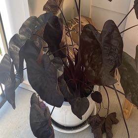 Photo of the plant species Colocasia 'Black Ripple' by @IdolMedeola named Scarlett on Greg, the plant care app