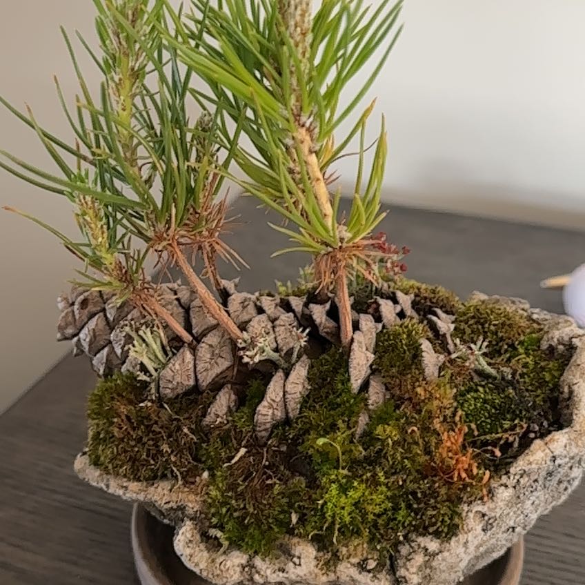Japanese black pine plant in a small container with moss and pine cones.