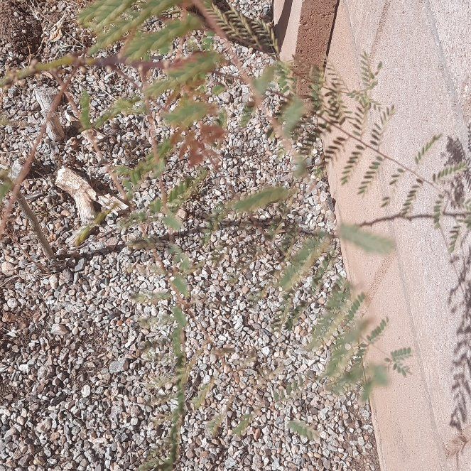 Photo of the plant species Bird-of-Paradise Shrub by @BraveDeergrass named Homer on Greg, the plant care app