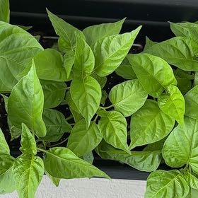 Photo of the plant species Ají dulce by @WorldlyBagpod named Cubita on Greg, the plant care app