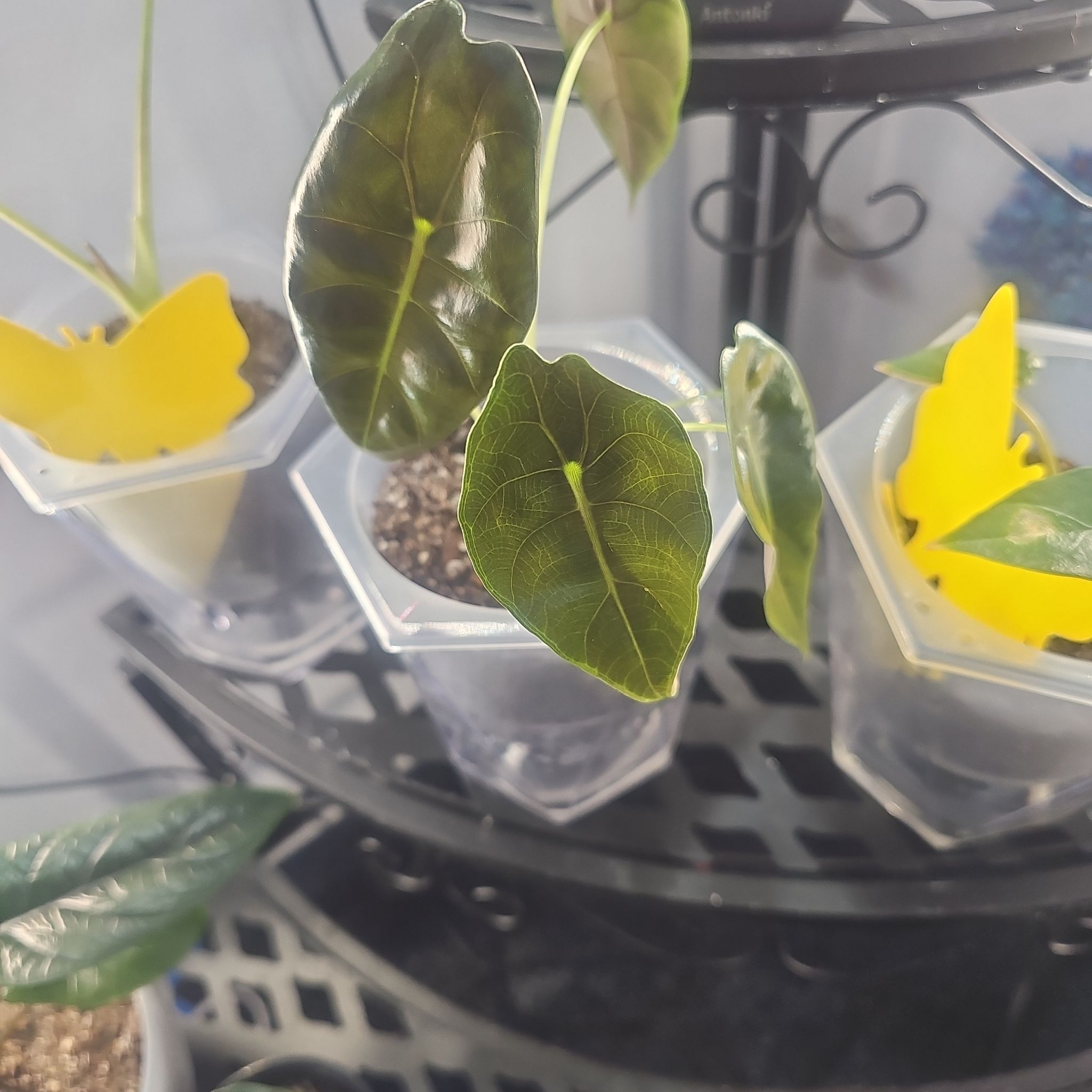 Photo of the plant species Alocasia Suhirmaniana by @CleanConecatus named Willow on Greg, the plant care app