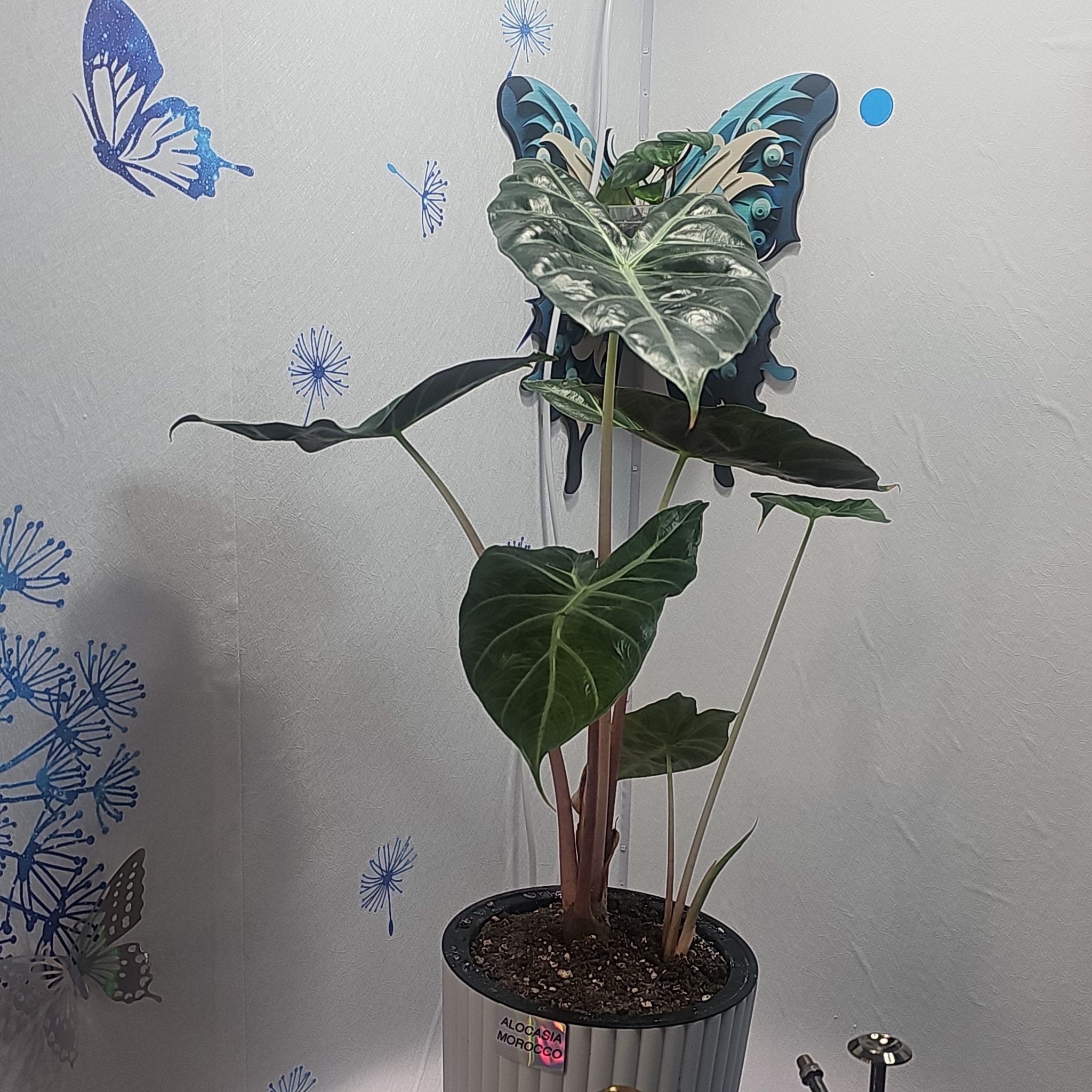 Photo of the plant species Alocasia Dragons Breath Variegata by @CleanConecatus named Baesil on Greg, the plant care app