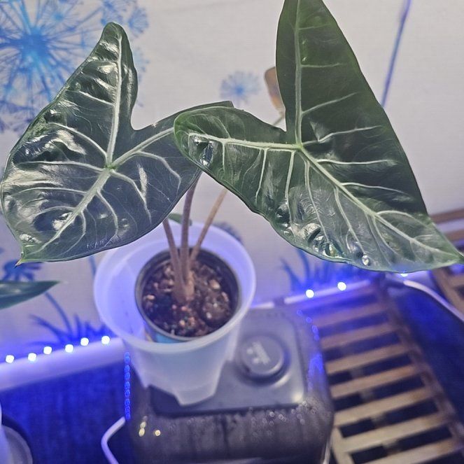 Photo of the plant species Elephant Ear 'Ivory Coast' by @CleanConecatus named Fernie Mac on Greg, the plant care app