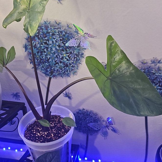 Photo of the plant species Alocasia Black Cobra by @CleanConecatus named LiloStitch on Greg, the plant care app