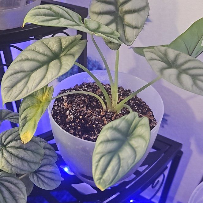 Photo of the plant species Alocasia Silver Dragon Mint by @CleanConecatus named Apollo on Greg, the plant care app