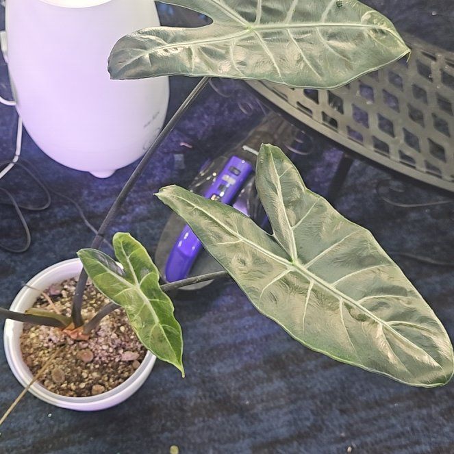 Photo of the plant species Alocasia 'Ebony' by @CleanConecatus named Winston on Greg, the plant care app
