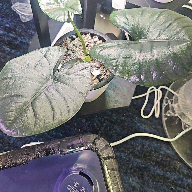 Photo of the plant species Nebula Elaine by @CleanConecatus named Remington on Greg, the plant care app