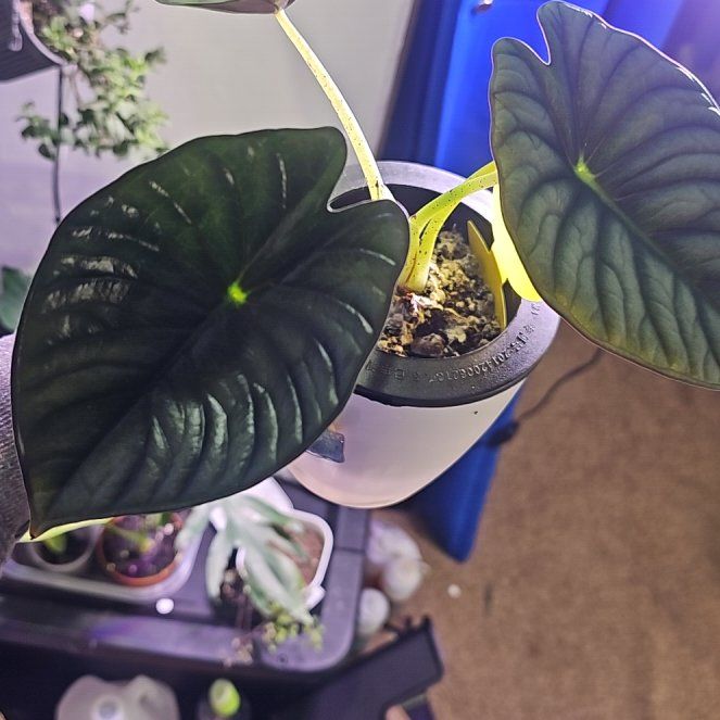 Photo of the plant species Nebula Elaine by @CleanConecatus named Madonna on Greg, the plant care app