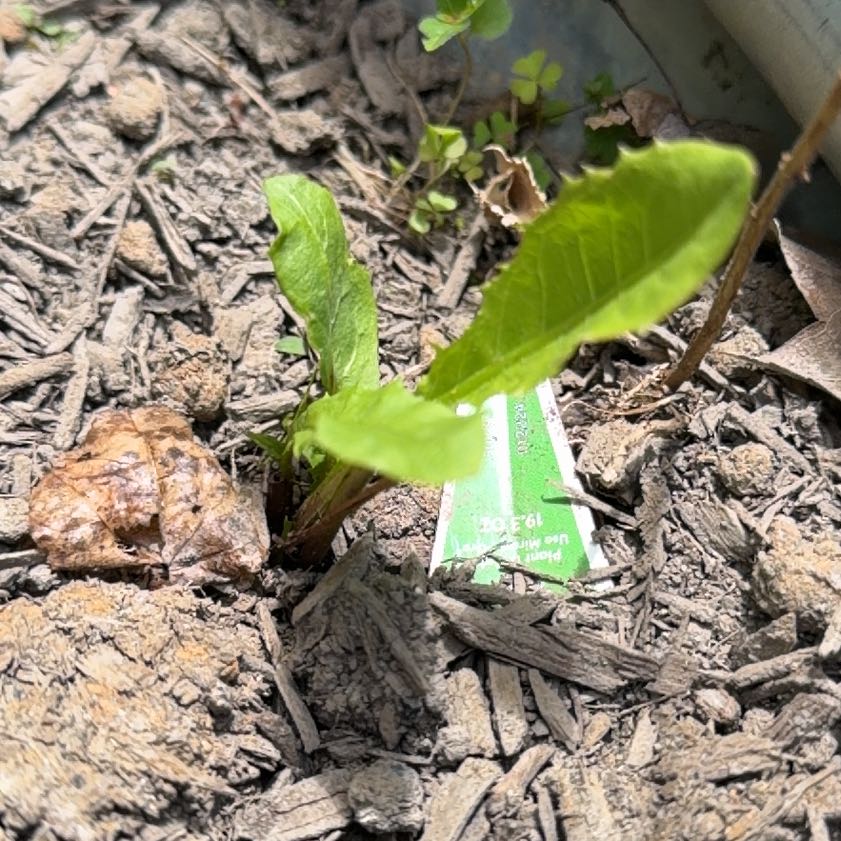 Photo of the plant species Garden Lettuce by @WingedAtom named Naomi on Greg, the plant care app