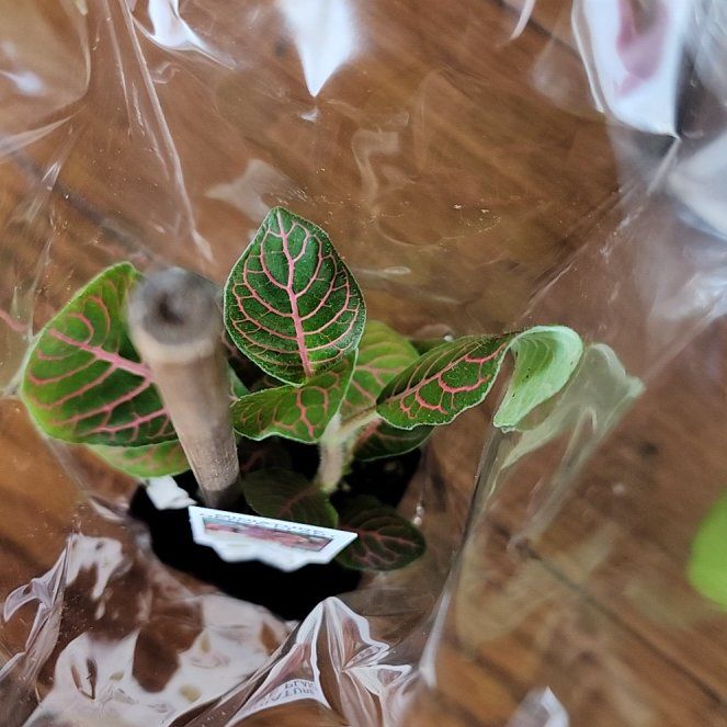 Photo of the plant species Fittonia Mini by @FerventBlueelf named Demi on Greg, the plant care app