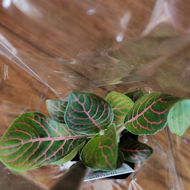 Photo of the plant species Fittonia Mini by @FerventBlueelf named Sonora on Greg, the plant care app