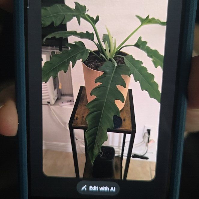Photo of the plant species philodendron Jungle Boogie by @ImportantWoreya named Beyonce on Greg, the plant care app