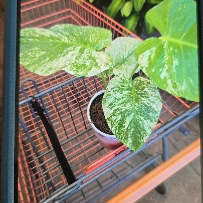 Photo of the plant species Monstera 'White Monster' by @ImportantWoreya named Sid on Greg, the plant care app