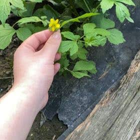 Photo of the plant species Geum Urbanum by @TimelyPeachtree named Sanders on Greg, the plant care app