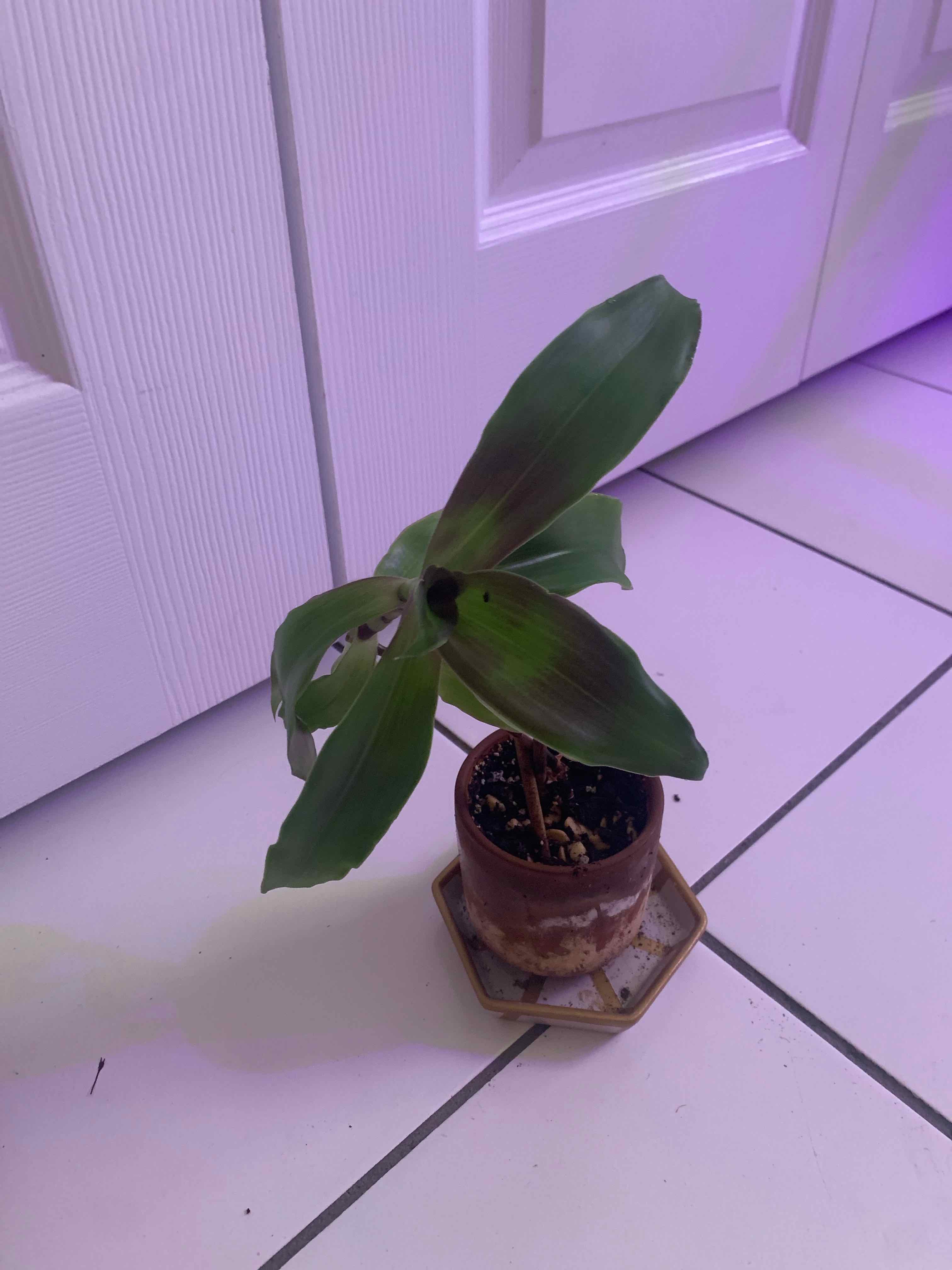 Basket Plant in a small pot with some browning and black spots on the leaves, placed on a tiled floor.
