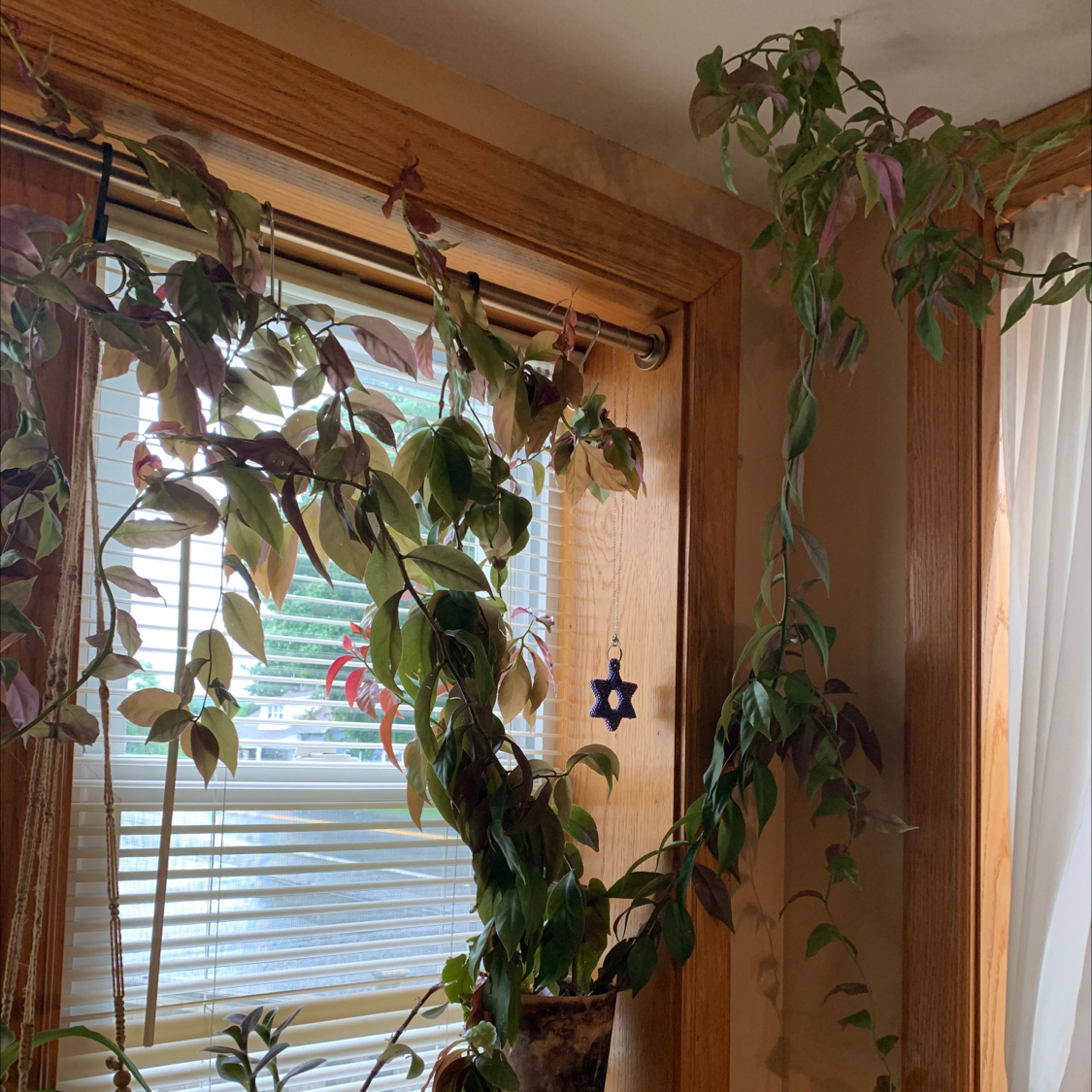 Hoya Carnosa Tricolor plant with trailing vines and variegated leaves near a window.