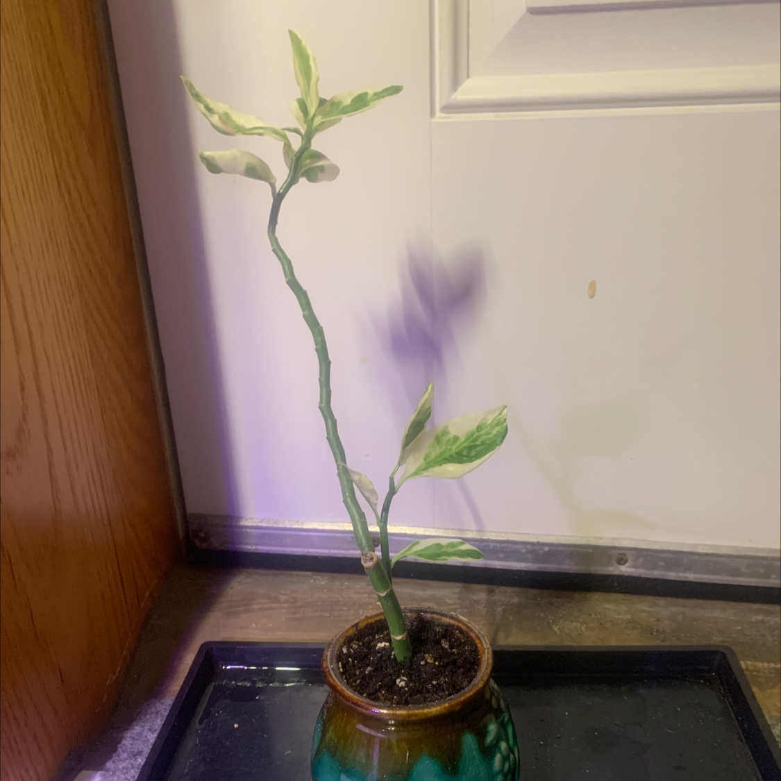 Photo of the plant species Euphorbia bongolavensis by @AmandaBNYC named Forrest on Greg, the plant care app