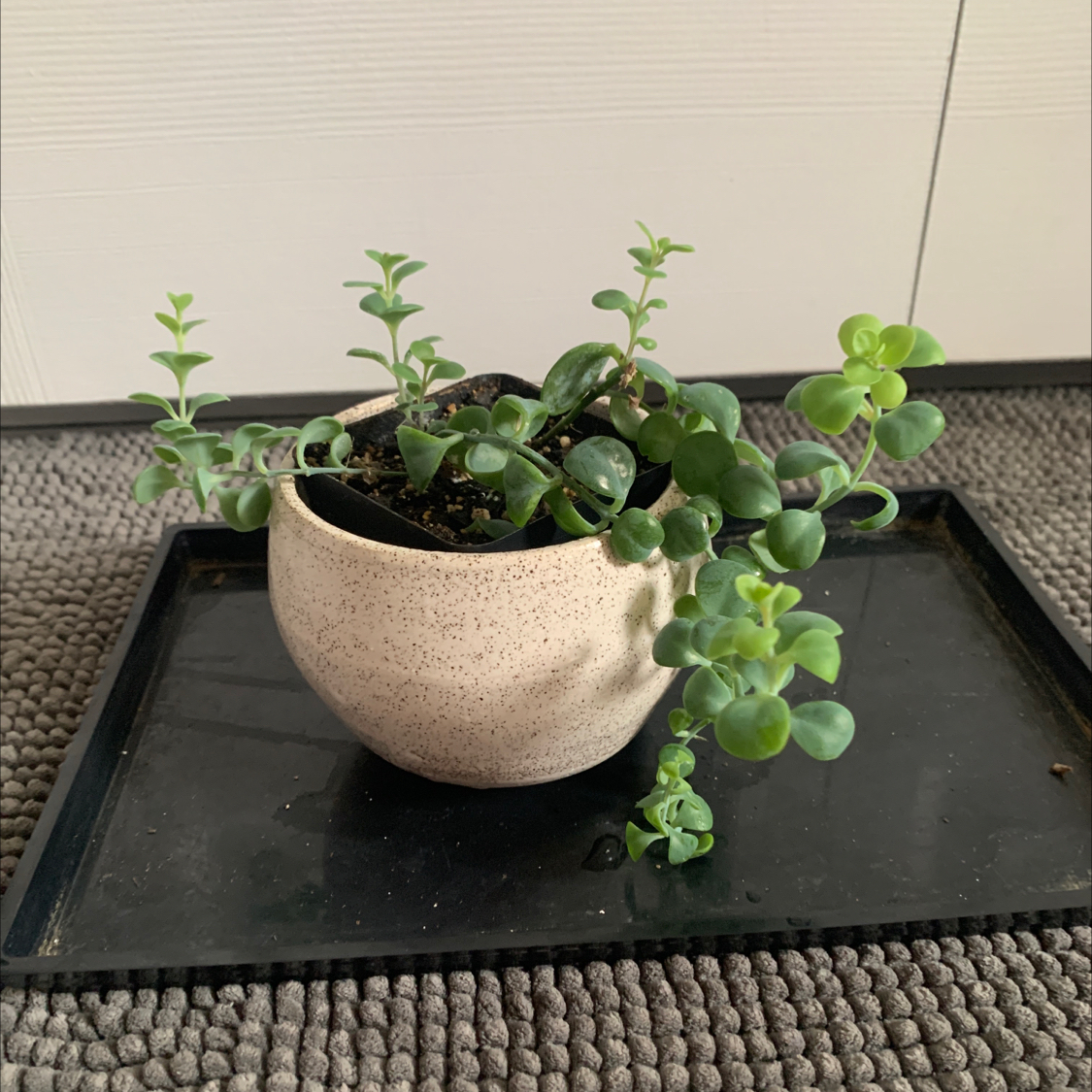 Potted October Daphne plant with healthy green leaves on a tray.