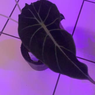 Black Velvet Alocasia plant in Somewhere on Earth